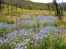 PICTURES/Deer Creek Trail/t_Blue Flowers2.JPG
